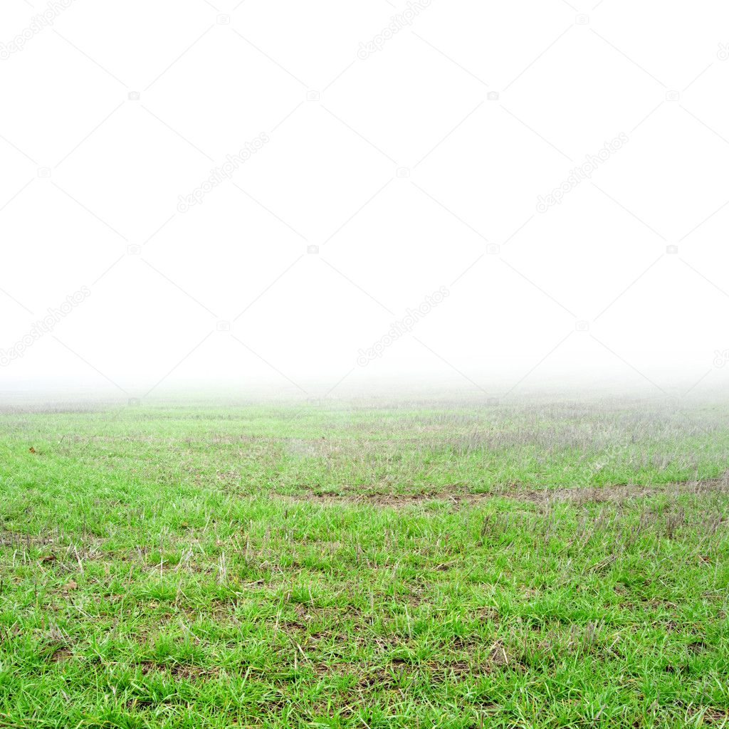 Grass field with real pure white fog