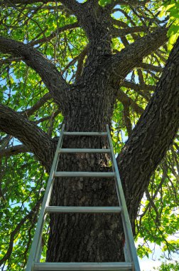 merdiven ağaca gidiş yukarıya