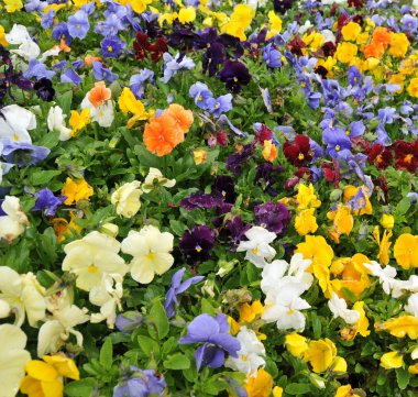 Flowers inside Greenhouse Nursery clipart