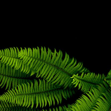 Ferns background clipart