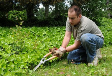 A man holding hedge shears, trimming some ivy near his front yard grass lawn. clipart