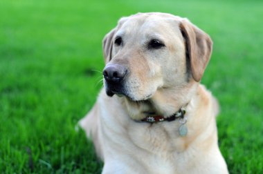 Sarı lab köpek çimlerin üzerine