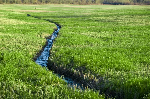 Ruisseau d'eau dans le champ d'herbe — Photo