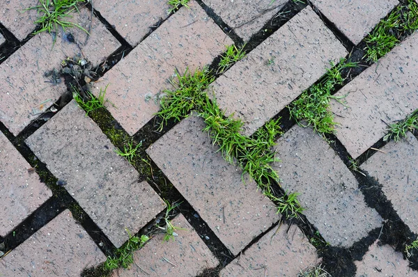 Brick pattern with grass — Stock Photo, Image