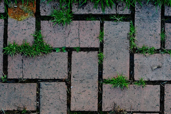 ひびの間に成長している草とジグザグのデザインで古いレンガ パターン — ストック写真