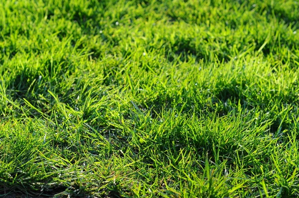 Чистая Зеленая Трава Снятая Небольшой Глубиной Линз — стоковое фото