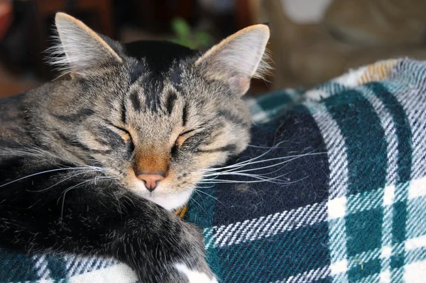 这只可爱的缅因州猫睡在沙发上 沙发上有一条格子的毛毯 — 图库照片