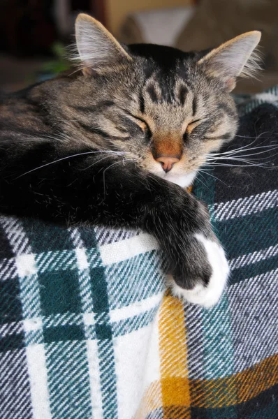 Кошка дремлет на диване — стоковое фото