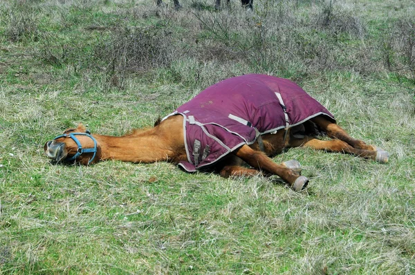 Uttorkad trött häst — Stockfoto