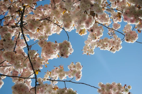 stock image Fuji cherry tree background. These are great for art elements.