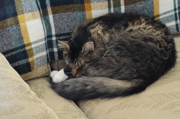Кот спит на диване — стоковое фото