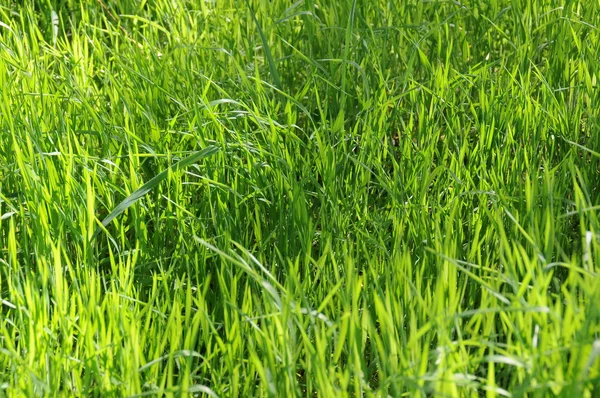 Uzun kesilmemiş çimen — Stok fotoğraf