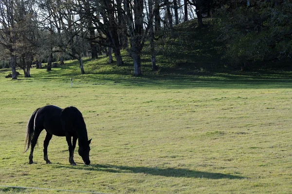Черная Лошадь Ест Траву Пустом Поле Лесами Позади — стоковое фото