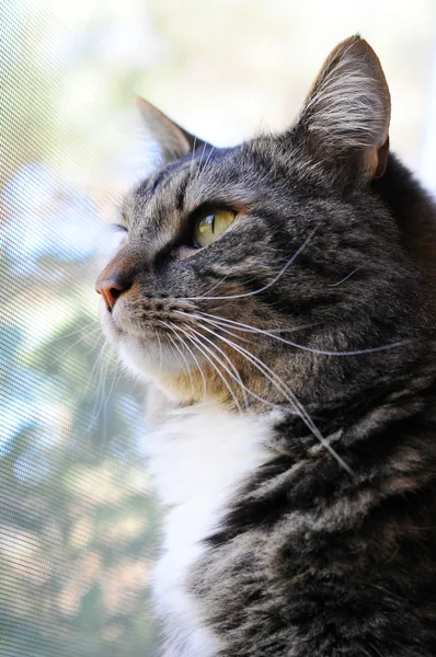 Kat kijkt uit raam — Stockfoto