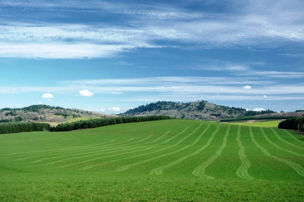 グリーン フィールドは 新鮮な芝生ラインを示すカット 青い空と山の間に緑の草 — ストック写真