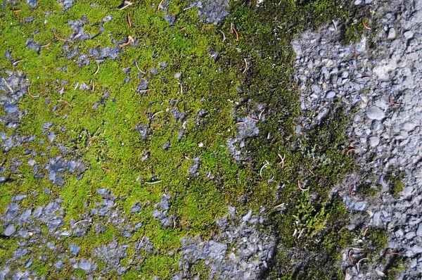 Groene Gele Schimmels Beschimmeld Moss Oude Groeien Rotsachtige Asfalt Cement — Stockfoto