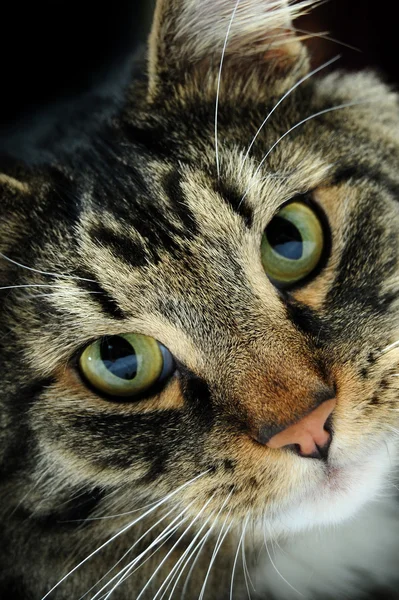 Dramatic Closeup Portrait Cat Facing Camera — Stock Photo, Image