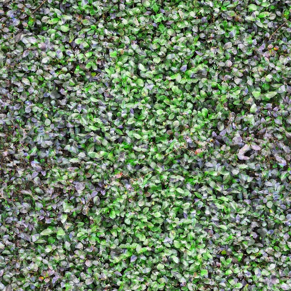 Groene Plant Leafs Textuur Achtergrond Met Kleine Groene Bladeren Een — Stockfoto
