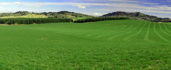 新鮮なカットを示す芝生と緑のフィールドのパノラマ ビュー 青い空と山の間に緑の草 — ストック写真