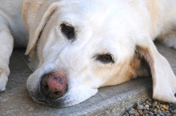 地面に敷設疲れてホワイト ラボ犬 — ストック写真