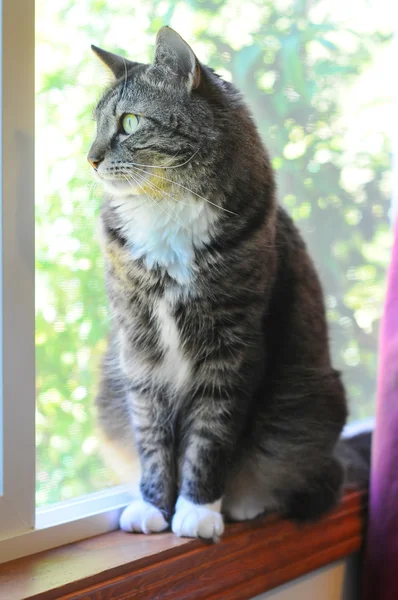 Indoor-Katze wünschte, er wäre draußen — Stockfoto