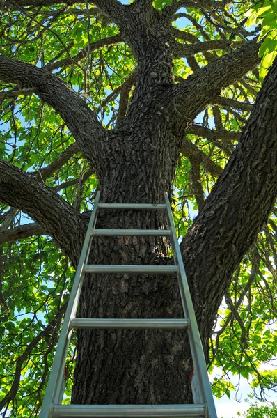 Σκάλα που πηγαίνει μέχρι να δέντρο — Φωτογραφία Αρχείου