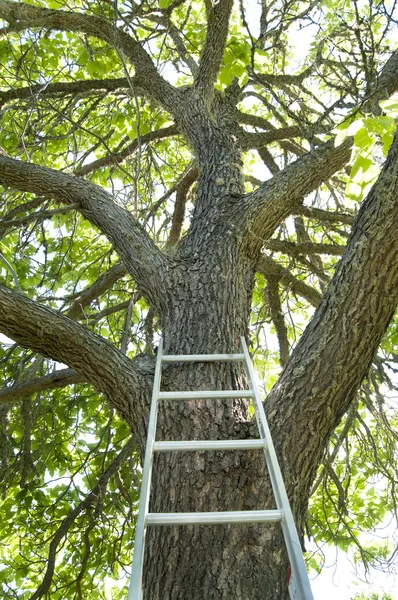 Ağaç merdiven — Stok fotoğraf