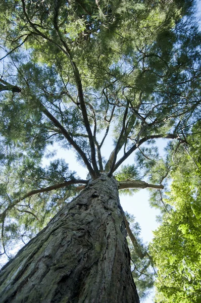 長い枝を持つ大きな 背の高い樹皮ツリー — ストック写真