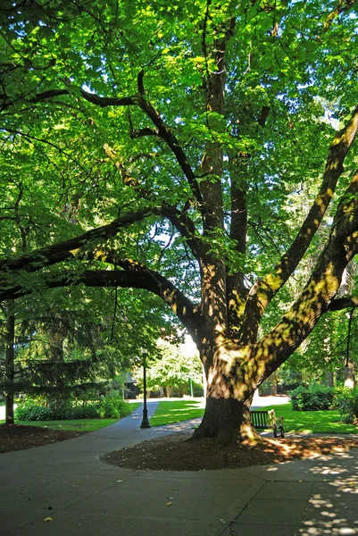 공원 통로에 나무 — 스톡 사진