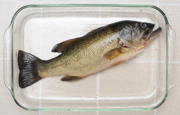 Largemouth Bass in a Glass Dish — Stock Photo, Image
