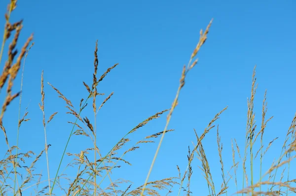 Erba di grano con cielo — Foto Stock