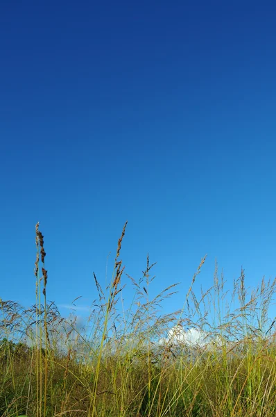 空と小麦草 — ストック写真