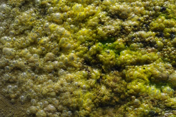 Een Heleboel Groene Zee Algen Omhoog Borrelen Kust — Stockfoto