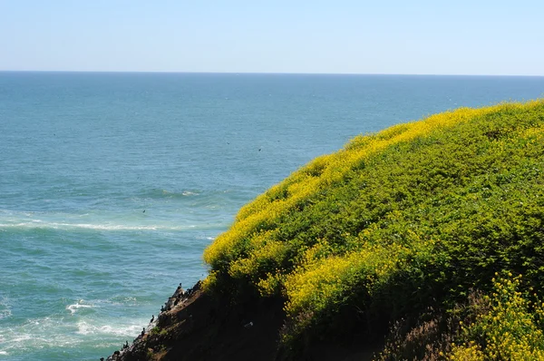 Большая Скала Травой Желтыми Цветами Растет Вершине Океаном Прямо Ней — стоковое фото
