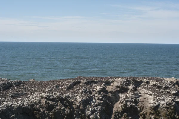 Большая Скала Травой Растущей Вершине Океаном Прямо Ней — стоковое фото