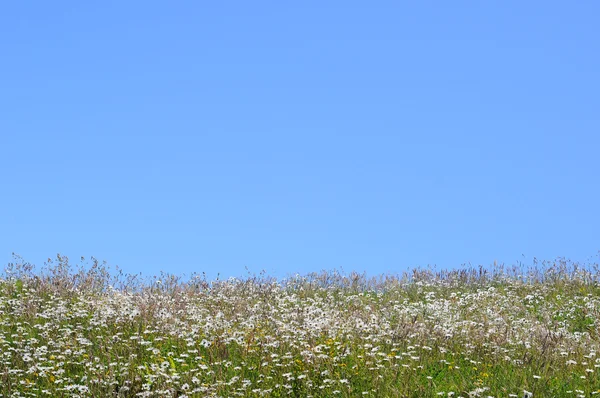 Апхілл травою поле — стокове фото
