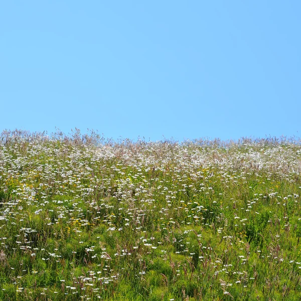 Uphill Grass Field Blue Sky — Stock Photo, Image