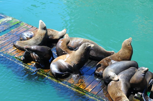 sealions üstünde ahşap rıhtım okyanus su.