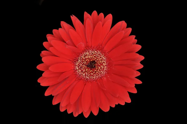 Stock image Red Flower Isolated on Black Background