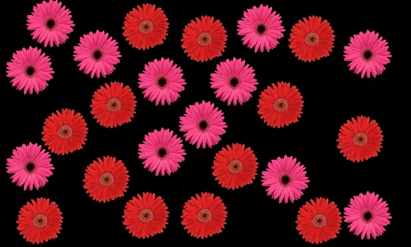 Ein Strauß Rosa Und Roter Blumen Mit Pedalen Auf Pechschwarzem — Stockfoto