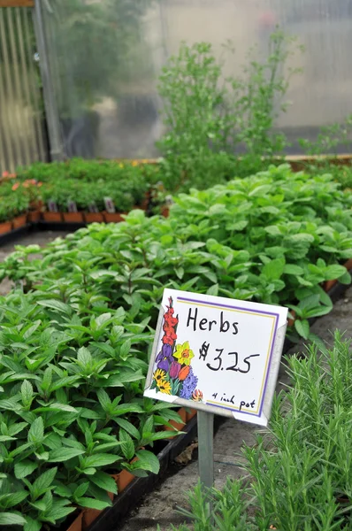 Herbs Growing Inside Greenhouse Nursery — Stock Photo, Image