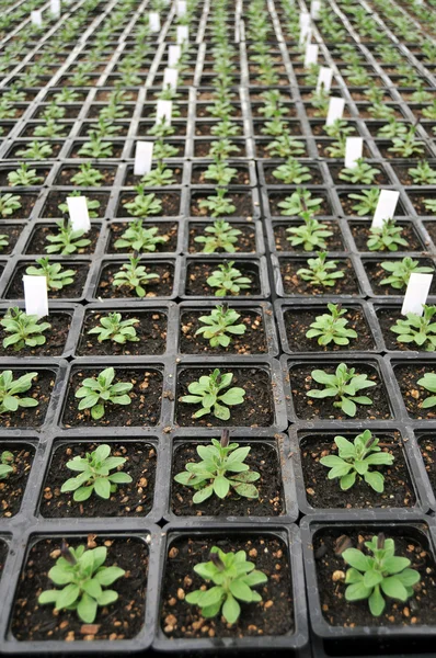 Bunch Baby Plants Growing Pots Greenhouse Nursery — Stock Photo, Image
