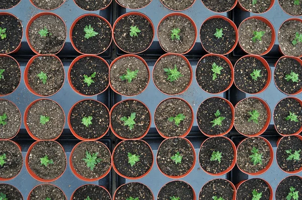 Bunch Baby Plants Growing Pots Greenhouse Nursery — Stock Photo, Image