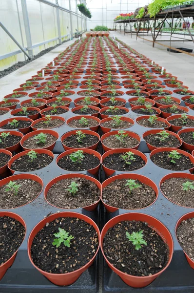 stock image Plants Inside Greenhouse Nursery Garden