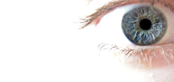 Makro Closeup Fotografie Modrého Oka Iris Podrobný Bílé Copyspace Straně — Stock fotografie