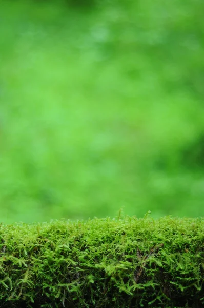 Uma Fotografia Abstrata Fundo Ramo Com Monte Musgo Verde Exuberante — Fotografia de Stock
