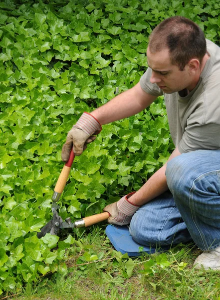 一个人拿篱笆剪修剪一些常春藤附近他前面院子里的草坪 — 图库照片