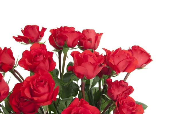 24 rosor i vas — Stockfoto