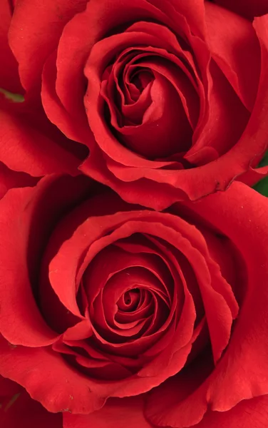 Dwa Piękne Czerwone Róże Dotykając Się Wzajemnie Ściśle Tym Zdjęciu — Zdjęcie stockowe