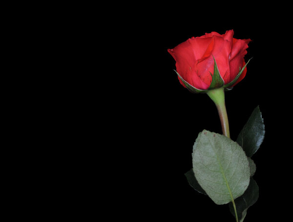 Single rose on black background with the stem below and the red rose in the top right. Copyspace to the left.